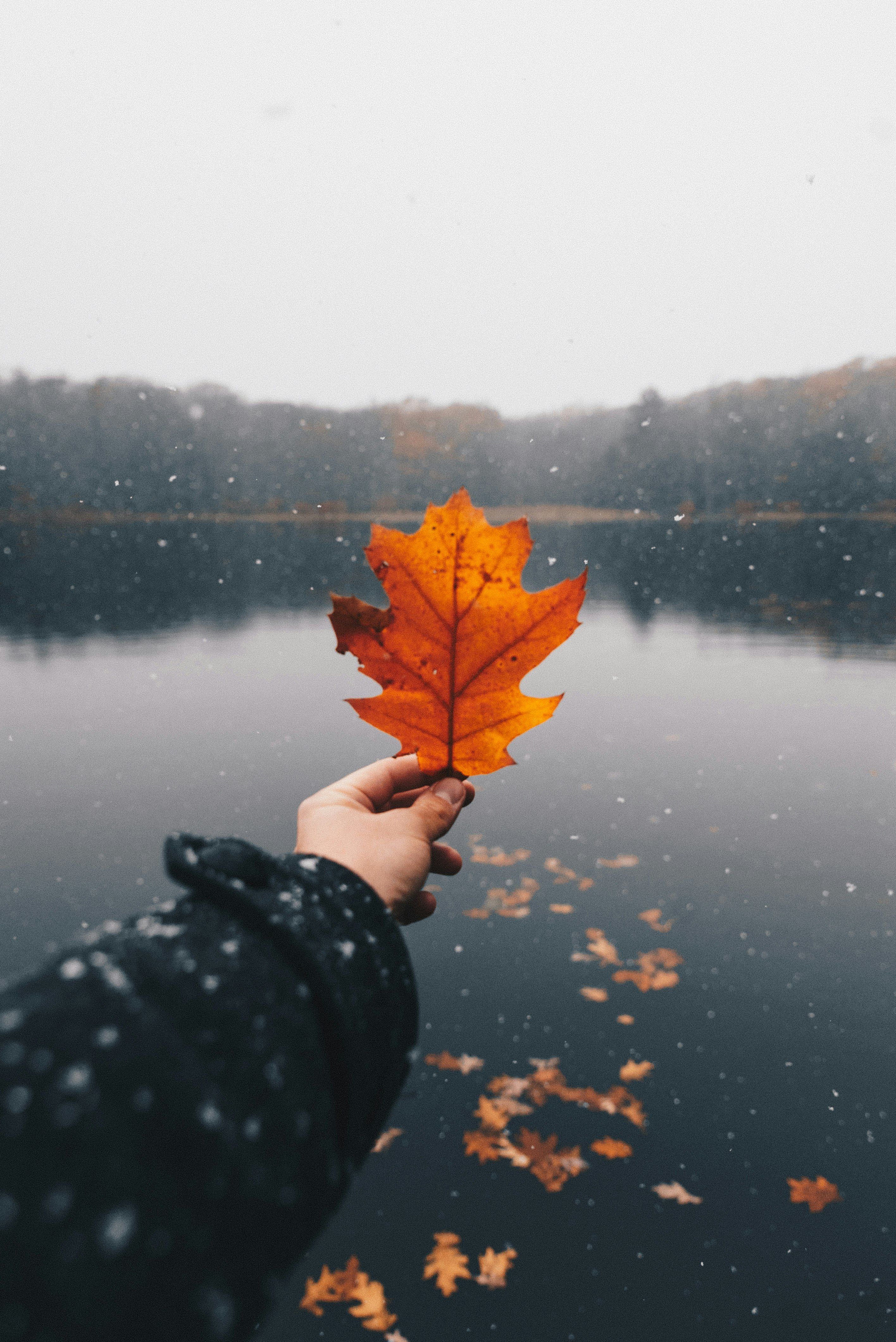 person holding brown maple leaf during daytime